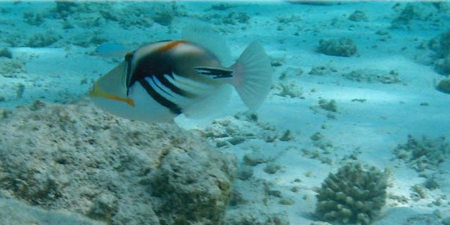 Underwater sea walk mauritius (9)